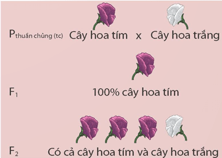 Khái quát về di truyền học (KHTN 9 Kết nối tri thức Bài 36)