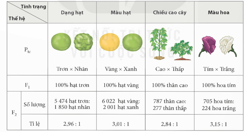 Các quy luật di truyền của Mendel (KHTN 9 Kết nối tri thức Bài 37)