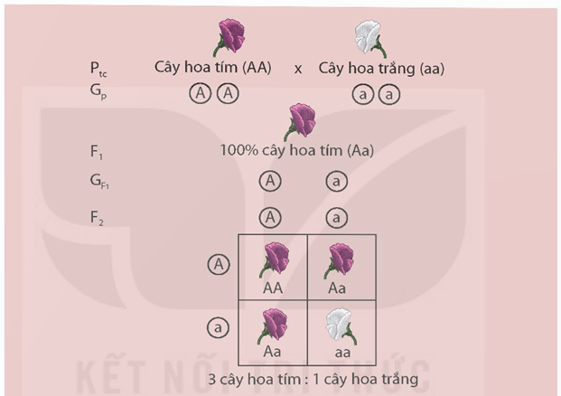 Các quy luật di truyền của Mendel (KHTN 9 Kết nối tri thức Bài 37)