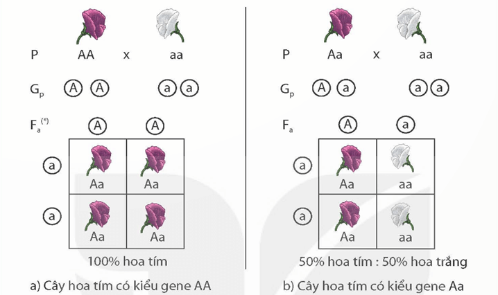 Các quy luật di truyền của Mendel (KHTN 9 Kết nối tri thức Bài 37)