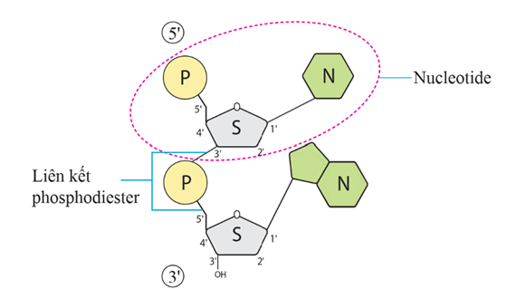 Nucleic acid và gene (KHTN 9 Kết nối tri thức Bài 38)
