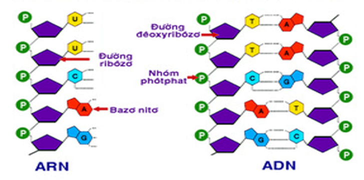 Nucleic acid và gene (KHTN 9 Kết nối tri thức Bài 38)