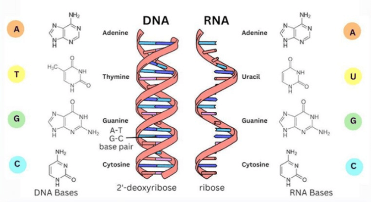 Nucleic acid và gene (KHTN 9 Kết nối tri thức Bài 38)