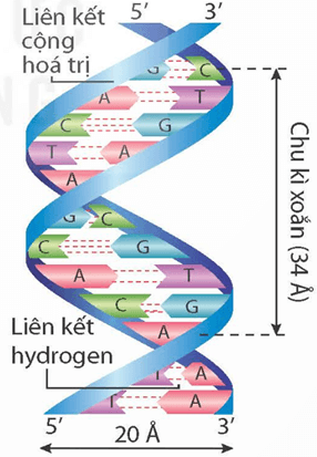 Nucleic acid và gene (KHTN 9 Kết nối tri thức Bài 38)