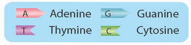 Nucleic acid và gene (KHTN 9 Kết nối tri thức Bài 38)