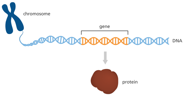 Nucleic acid và gene (KHTN 9 Kết nối tri thức Bài 38)