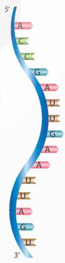 Nucleic acid và gene (KHTN 9 Kết nối tri thức Bài 38)