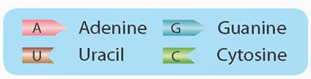 Nucleic acid và gene (KHTN 9 Kết nối tri thức Bài 38)