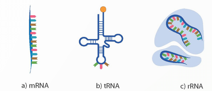 Nucleic acid và gene (KHTN 9 Kết nối tri thức Bài 38)