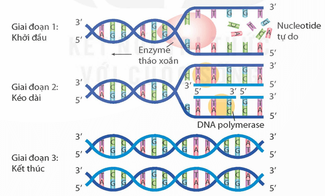 Tái bản DNA và phiên mã tạo RNA (KHTN 9 Kết nối tri thức Bài 39)
