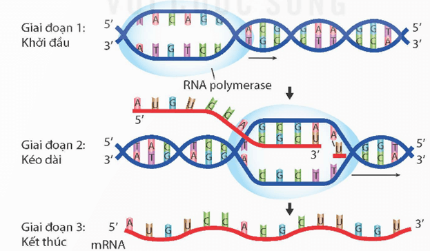Tái bản DNA và phiên mã tạo RNA (KHTN 9 Kết nối tri thức Bài 39)