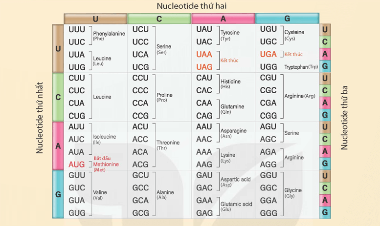 Dịch mã và mối quan hệ từ gene đến tính trạng (KHTN 9 Kết nối tri thức Bài 40)