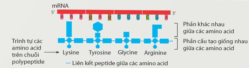 Dịch mã và mối quan hệ từ gene đến tính trạng (KHTN 9 Kết nối tri thức Bài 40)