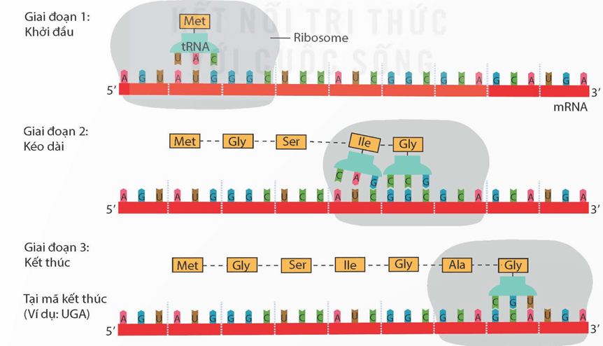 Dịch mã và mối quan hệ từ gene đến tính trạng (KHTN 9 Kết nối tri thức Bài 40)