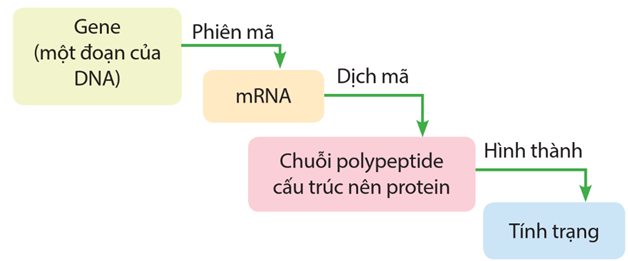 Dịch mã và mối quan hệ từ gene đến tính trạng (KHTN 9 Kết nối tri thức Bài 40)