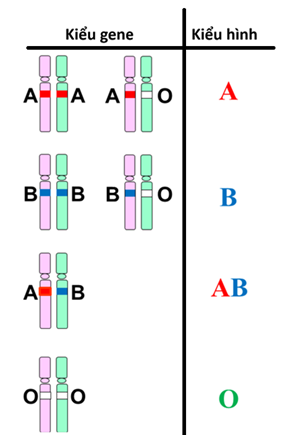 Đột biến gene (KHTN 9 Kết nối tri thức Bài 41)