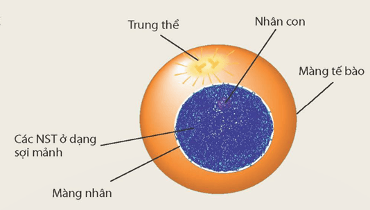 Nhiễm sắc thể và bộ nhiễm sắc thể (KHTN 9 Kết nối tri thức Bài 42)