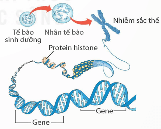 Nhiễm sắc thể và bộ nhiễm sắc thể (KHTN 9 Kết nối tri thức Bài 42)