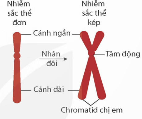 Nhiễm sắc thể và bộ nhiễm sắc thể (KHTN 9 Kết nối tri thức Bài 42)