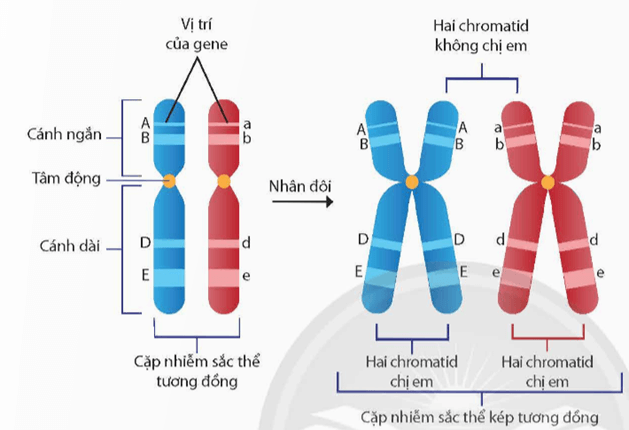 Nhiễm sắc thể và bộ nhiễm sắc thể (KHTN 9 Kết nối tri thức Bài 42)