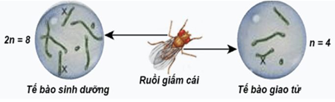 Nhiễm sắc thể và bộ nhiễm sắc thể (KHTN 9 Kết nối tri thức Bài 42)