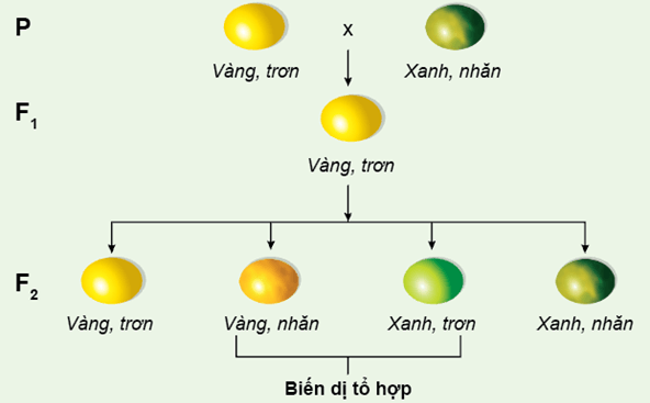 Nguyên phân và giảm phân (KHTN 9 Kết nối tri thức Bài 43)