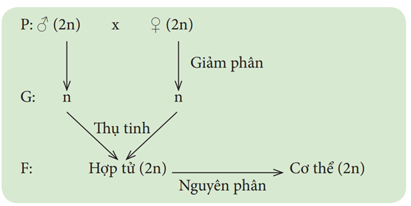 Nguyên phân và giảm phân (KHTN 9 Kết nối tri thức Bài 43)