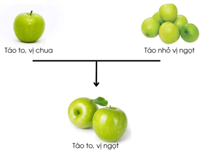 Nguyên phân và giảm phân (KHTN 9 Kết nối tri thức Bài 43)