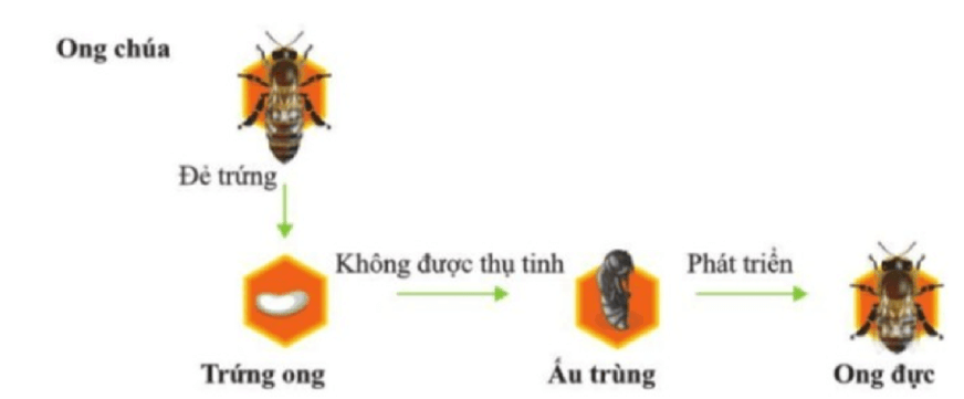 Nhiễm sắc thể giới tính và cơ chế xác định giới tính (KHTN 9 Kết nối tri thức Bài 44)