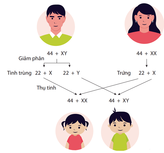 Nhiễm sắc thể giới tính và cơ chế xác định giới tính (KHTN 9 Kết nối tri thức Bài 44)