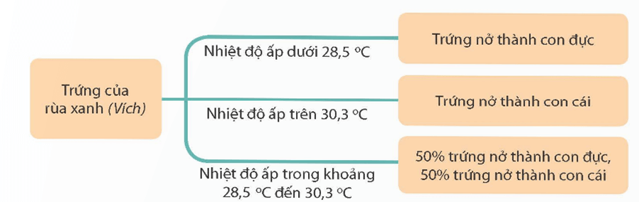 Nhiễm sắc thể giới tính và cơ chế xác định giới tính (KHTN 9 Kết nối tri thức Bài 44)