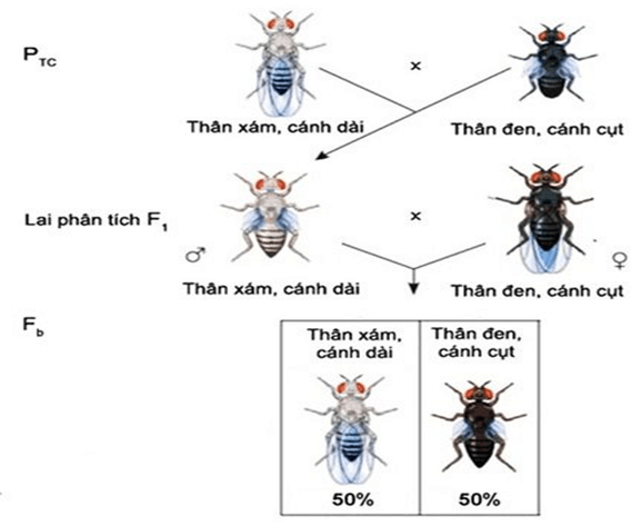 Di truyền liên kết (KHTN 9 Kết nối tri thức Bài 45)