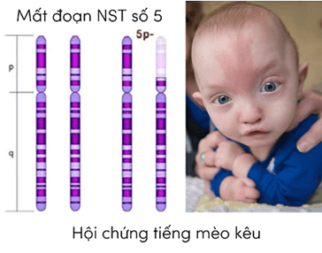 Đột biến nhiễm sắc thể (KHTN 9 Kết nối tri thức Bài 46)