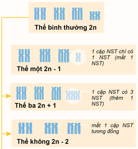 Đột biến nhiễm sắc thể (KHTN 9 Kết nối tri thức Bài 46)