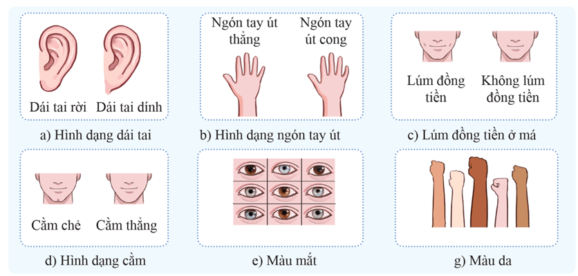 Di truyền học với con người (KHTN 9 Kết nối tri thức Bài 47)
