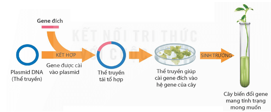 Ứng dụng công nghệ di truyền vào đời sống (KHTN 9 Kết nối tri thức Bài 48)
