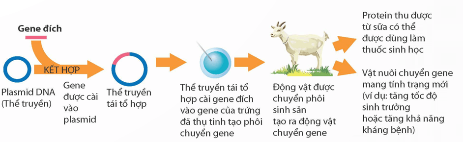 Ứng dụng công nghệ di truyền vào đời sống (KHTN 9 Kết nối tri thức Bài 48)