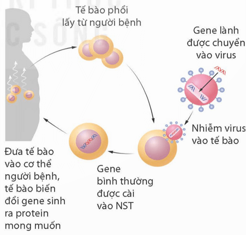 Ứng dụng công nghệ di truyền vào đời sống (KHTN 9 Kết nối tri thức Bài 48)