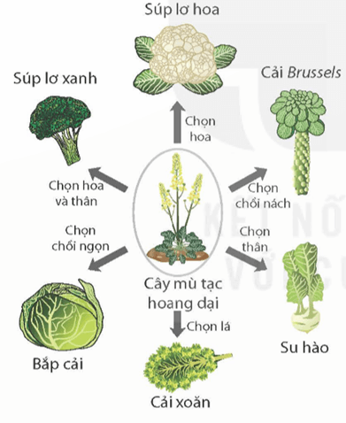 Khái niệm tiến hoá và các hình thức chọn lọc (KHTN 9 Kết nối tri thức Bài 49)