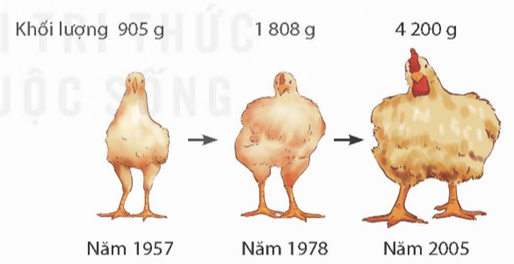 Khái niệm tiến hoá và các hình thức chọn lọc (KHTN 9 Kết nối tri thức Bài 49)