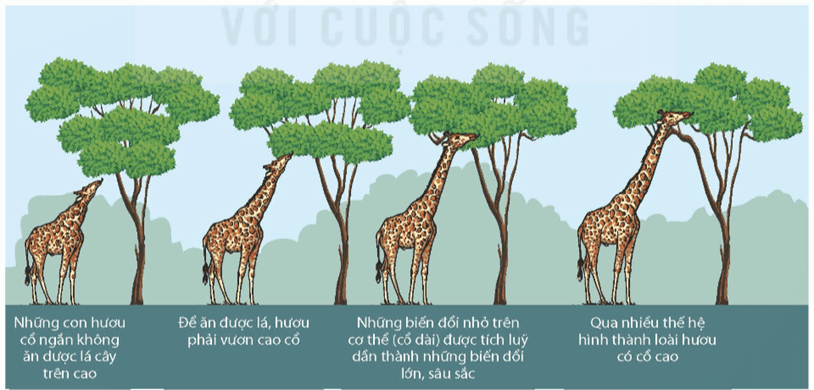 Cơ chế tiến hoá (KHTN 9 Kết nối tri thức Bài 50)