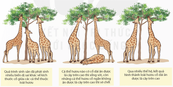 Cơ chế tiến hoá (KHTN 9 Kết nối tri thức Bài 50)