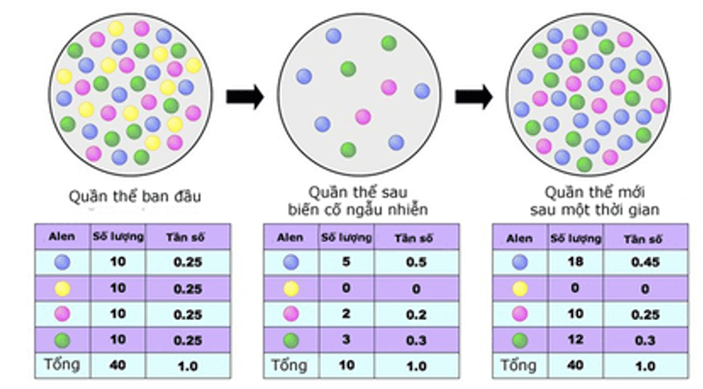 Cơ chế tiến hoá (KHTN 9 Kết nối tri thức Bài 50)