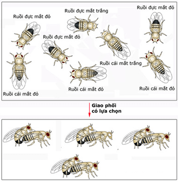 Cơ chế tiến hoá (KHTN 9 Kết nối tri thức Bài 50)
