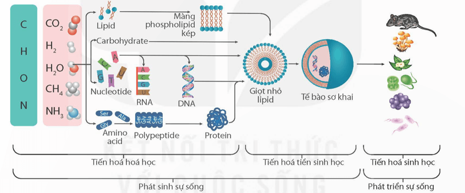 Sự phát sinh và phát triển sự sống trên Trái Đất (KHTN 9 Kết nối tri thức Bài 51)