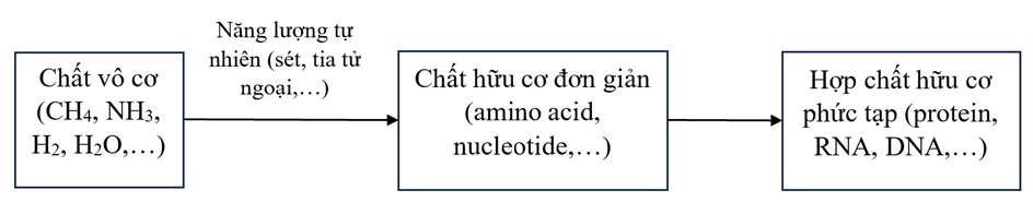 Sự phát sinh và phát triển sự sống trên Trái Đất (KHTN 9 Kết nối tri thức Bài 51)