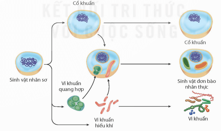 Sự phát sinh và phát triển sự sống trên Trái Đất (KHTN 9 Kết nối tri thức Bài 51)