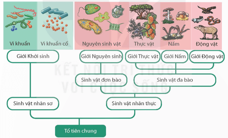 Sự phát sinh và phát triển sự sống trên Trái Đất (KHTN 9 Kết nối tri thức Bài 51)