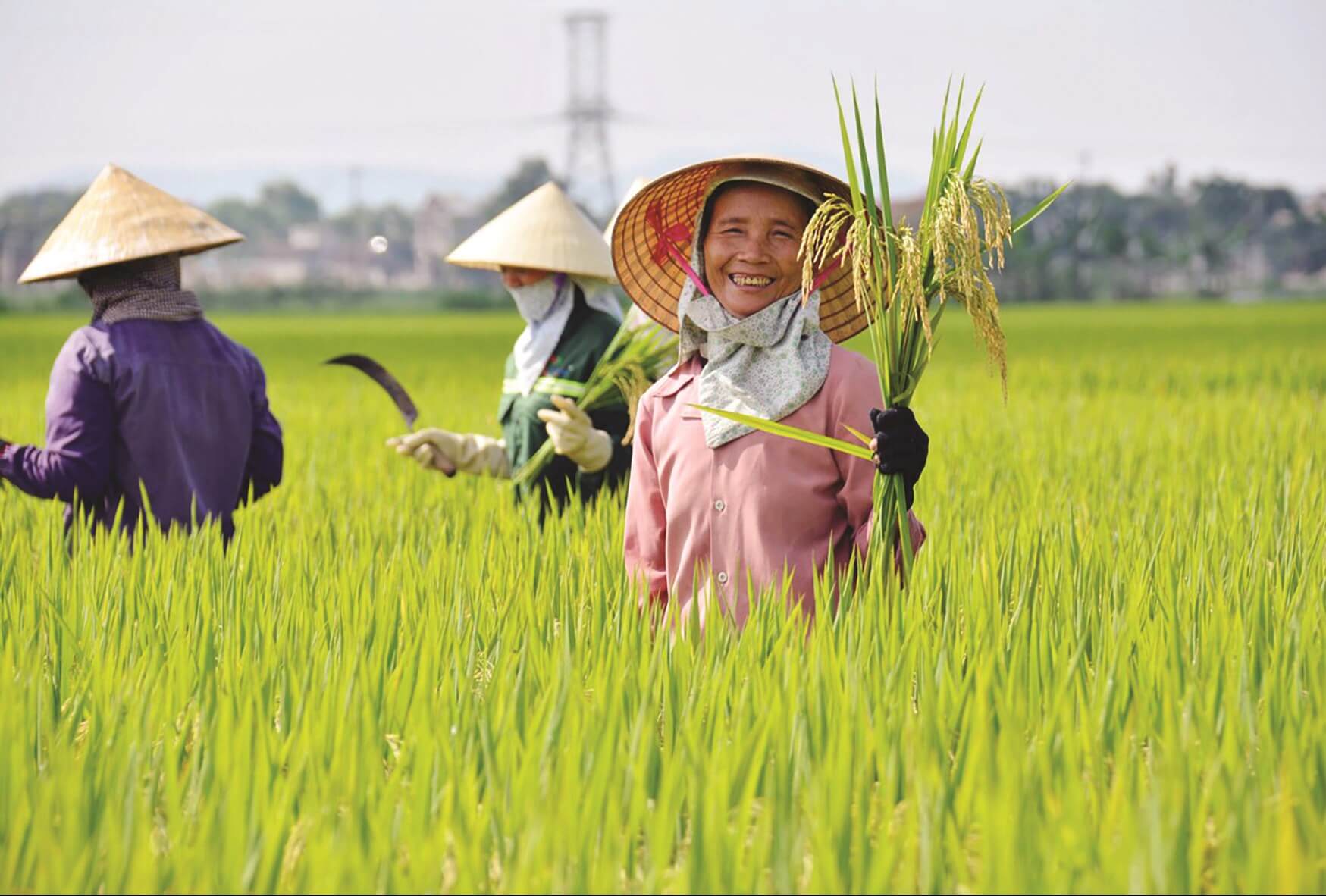 Hình ảnh minh họa SGK Lịch sử 10