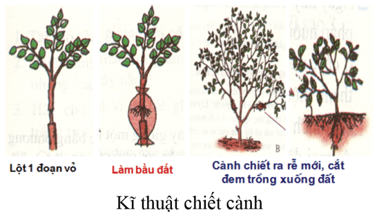 Lịch Sử 6 Bài 15: Chính sách cai trị của các triều đại phong kiến phương Bắc và sự chuyển biến của xã hội Âu Lạc